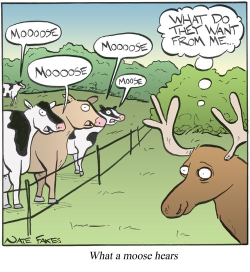 What A Moose Hears.