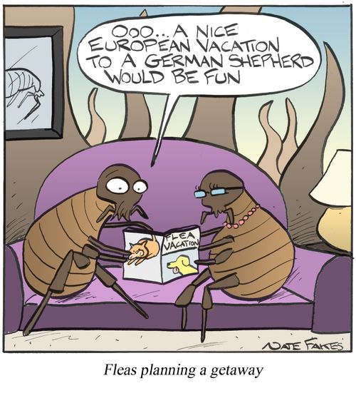 Fleas Planning A Getaway