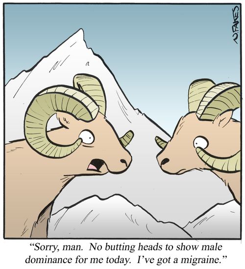 'Sorry, man. No butting heads to show male dominance for me today. I've got a migraine.'