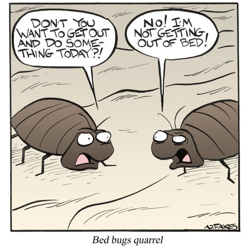 Bed bugs quarrel