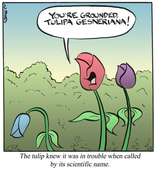 The tulip knew it was in trouble when called by its scientific name.