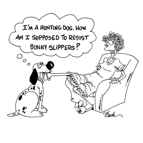 "I'm a hunting dog. How am I supposed to resist bunny slippers?"