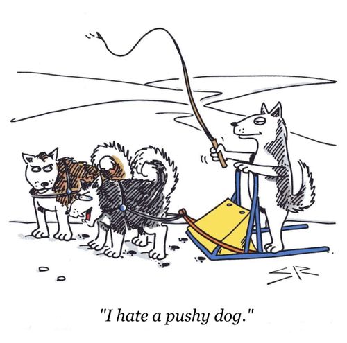 Pushy Dog