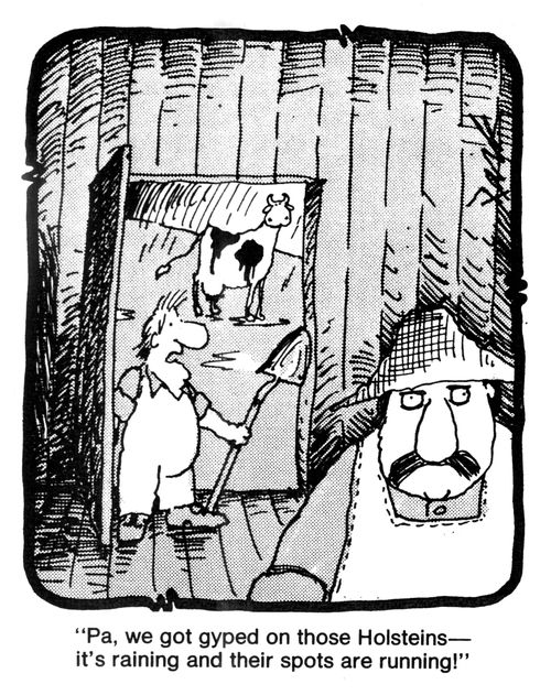 'Pa, we got gyped on those Holsteins - It's raining and their spots are running!'