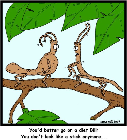 'You'd better go on a diet Bill: You don't look like a stick anymore...'