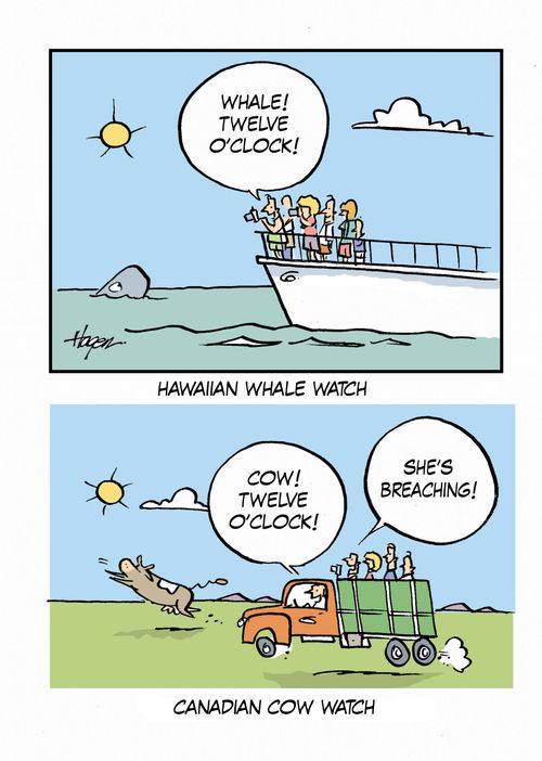Whale Watch - Cow Watch.