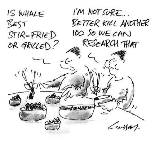 Is whale best stir-fried or grilled?