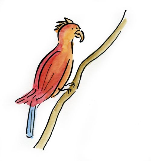 Parrot