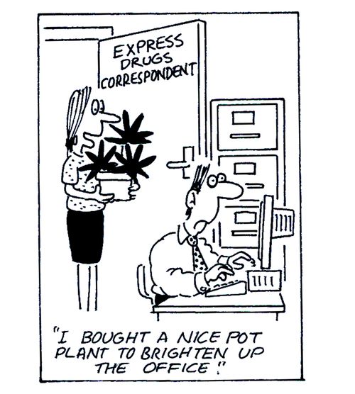 Express Drugs Correspondant - 'I bought a nice pot plant to brighten up the office.'