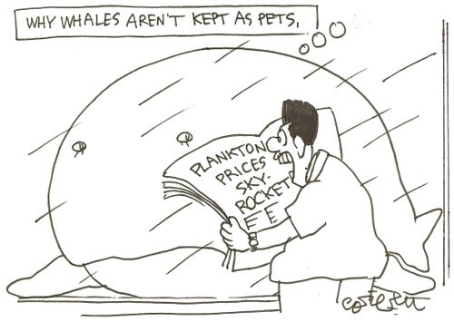 Why whales aren't kept as pets: 'Plankton prices sky-rocket.'