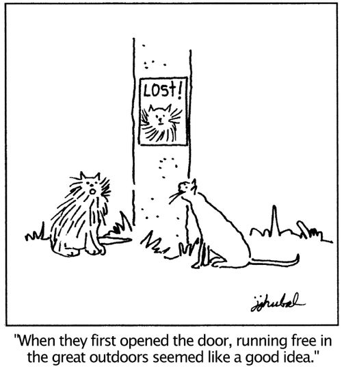 'When they first opened the door, running free in the great outdoors seemed like a good idea.'