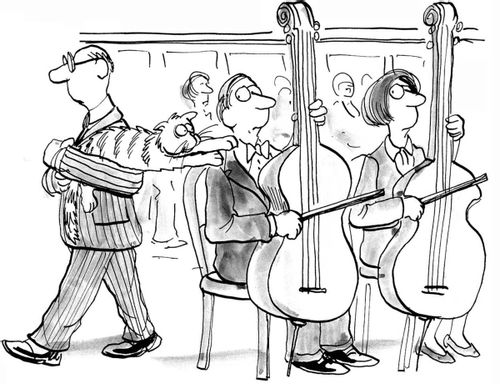 Cat wants to play with the orchestra's string instruments.