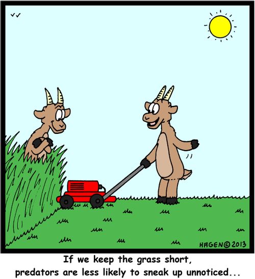 'If we keep the grass short, predators are less likely to sneak up unnoticed...'