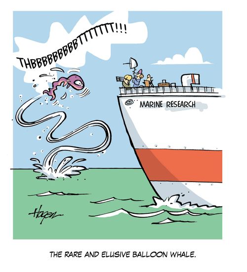 The rare and elusive balloon whale.
