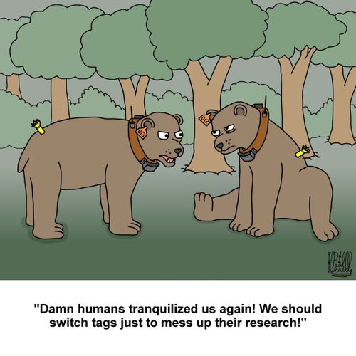 'Damn humans tranquilized us again! We should switch tags just to mess up their research!'