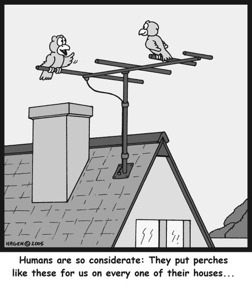 'Humans are so considerate: They put perches like these for us on every one of their houses...'
