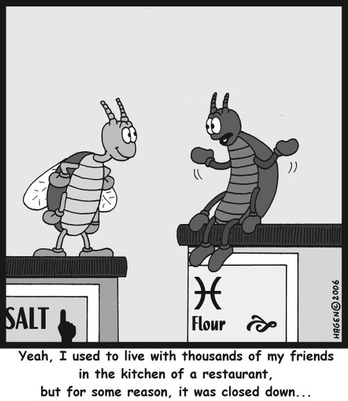 'Yeah, I used to live with thousands of my friends in the kitchen of a restaurant, but for some reason, it was closed down...'