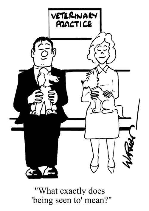 Dogs at the vets - "What exactly does 'being seen to' mean?"