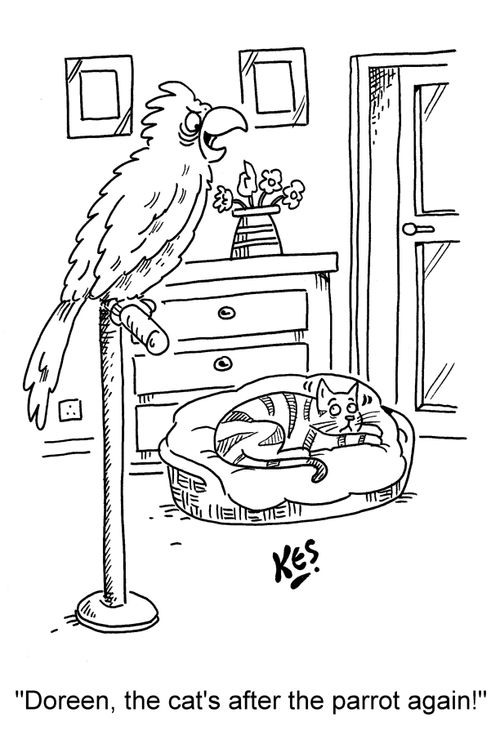 "Doreen, the cat's after the parrot again!"