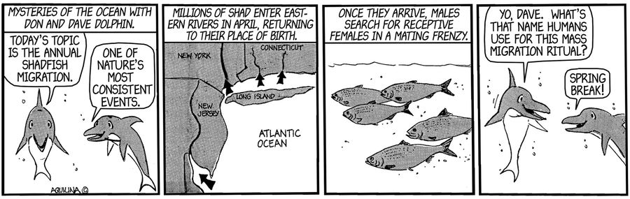 Mysteries of the ocean with Dom and Dave Dolphins - what's that name humans use for this mass migration ritual?  Spring break!