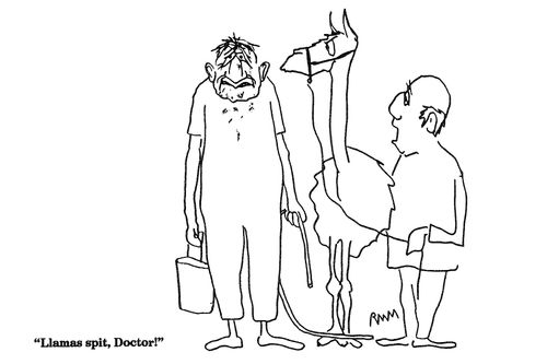 'Llamas spit, Doctor!'