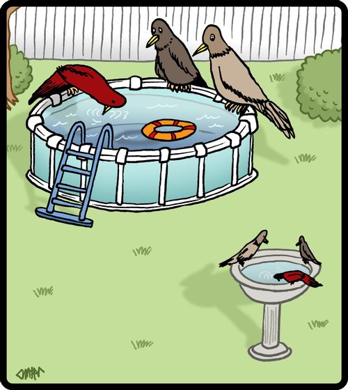 Large birds use family pool for a bird bath.