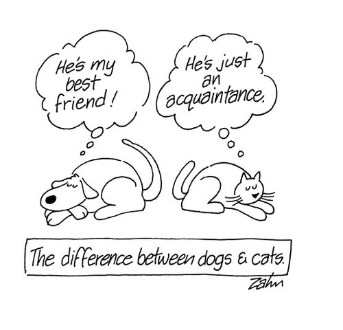 The difference between dogs and cats.