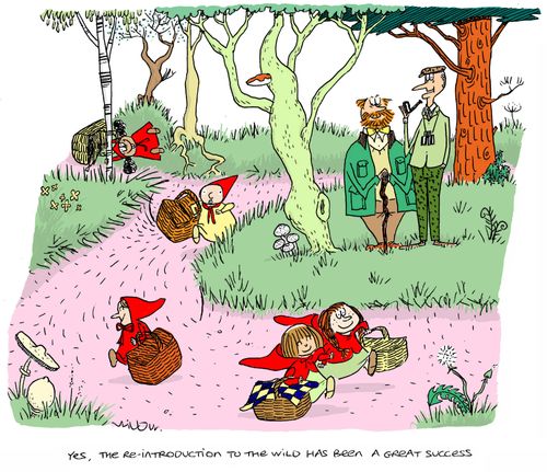 'Yes, the re-introduction to the wild has been a great success.'