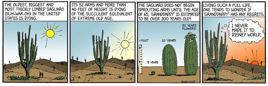 Saguaro Cacti.