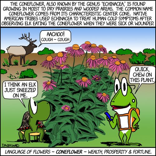 The coneflower. . .Native American tribes used Echinacae to treat human cold symptoms after observing elk eating the coneflower when they were sick or wounded.