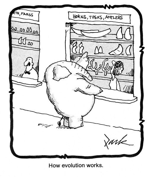 How evolution works.