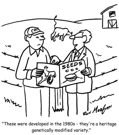 'These were developed in the 1980s - they're a heritage genetically modified variety.'