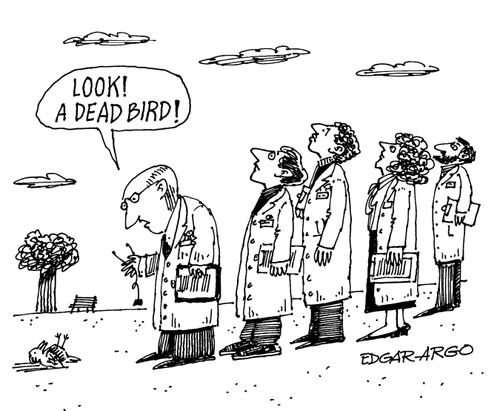 'Look! A dead bird!'