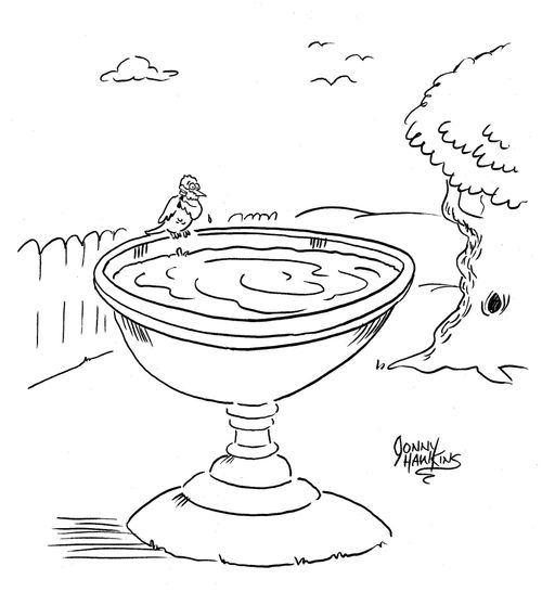 Bird at birdbath shaving.