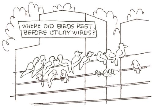 Where did birds rest before utility wires?