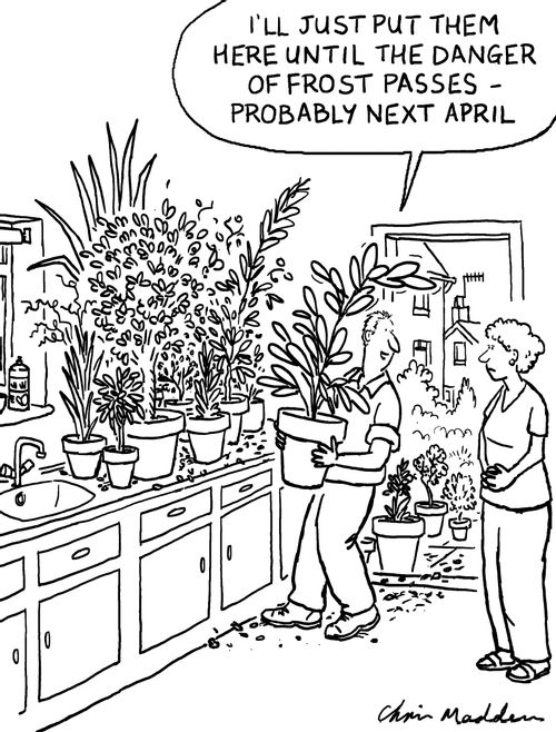 'I'll just put them here until the danger of frost passes - probably next April'