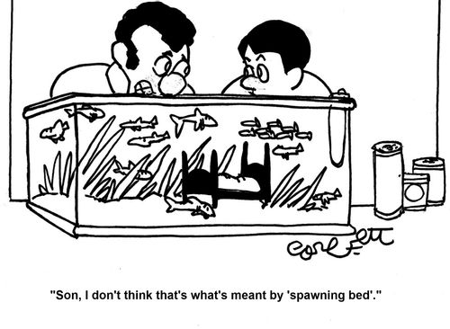 'Son, I don't think that's what's meant by 'spawning bed'.'