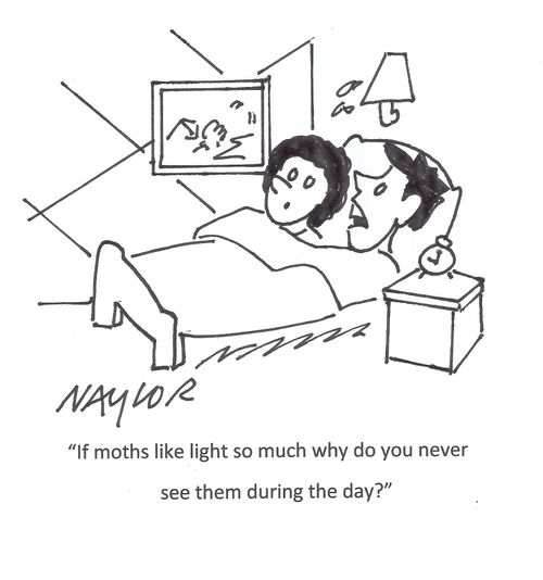 'If moths like light so much why do you never see them during the day?'