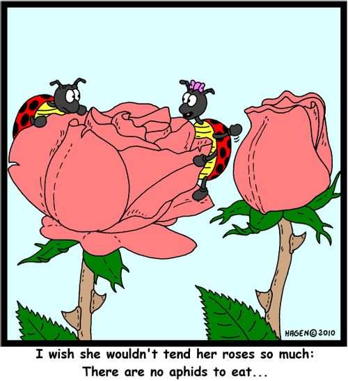 'I wish she wouldn't tend here roses so much: There are no aphids to eat...'