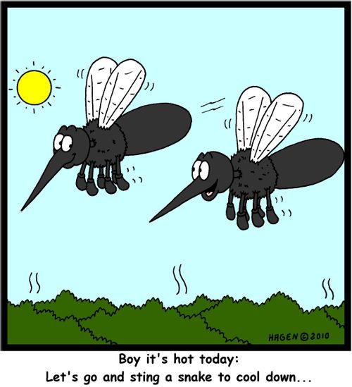 'Boy it's hot today: Let's go and sting a snake to cool down...'