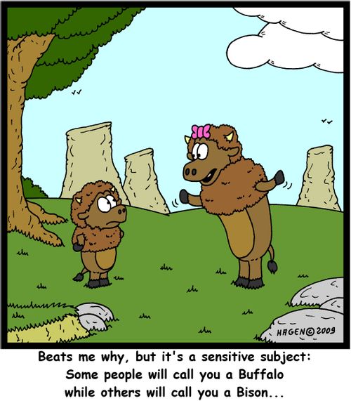 'Beats me why, but it's a sensitive subject: Some people will call you a Buffalo while others will call you a Bison...'