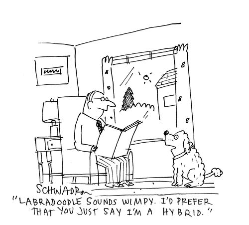 'Labradoodle sounds wimpy, I'd rather that you just say I'm a hybrid.'