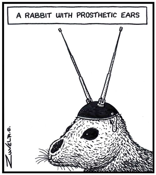 A rabbit with prosthetic ears.