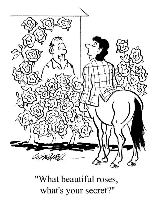 "What beautiful roses, whats you secret?"