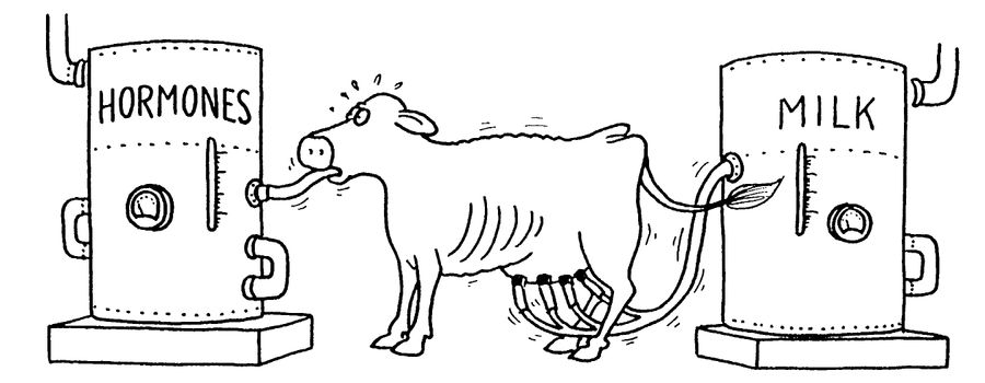 Cow being force fed hormones and producing milk.