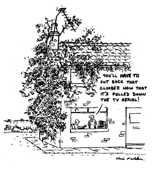 "You'll have to cut back that climber now that it's pulled down the TV aerial!"