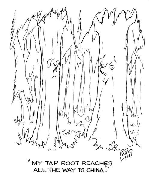 'My tap root reaches all the way to China.'
