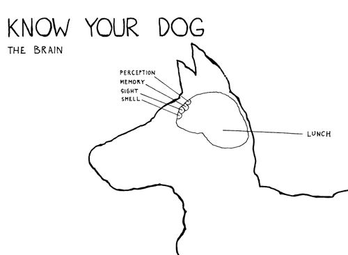 Know your dog - The brain.