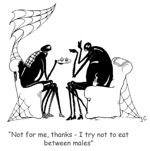 'Not for me, thanks - I try not to eat between males.'
