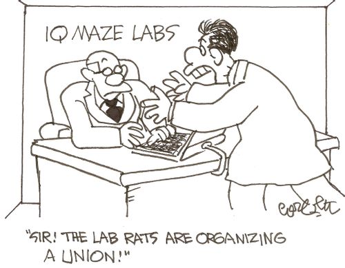 IQ Maze Labs: 'Sir, the rats are organizing a union!'